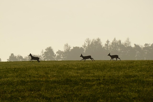 Hobby-Jäger schiessen in Bilten vier Rehe in einem Naturschutzgebiet