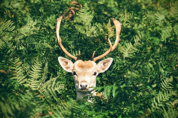 Des chasseurs de loisir envahissent un village lors d'une battue