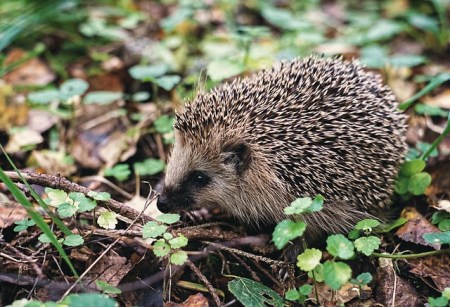 „Igel-Jäger“ gefasst: In Deutschland Wilderei, in der Schweiz heisst das bei anderen Wildtieren Freizeitjagd