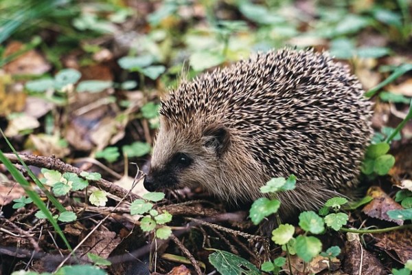 Bracconaggio di ricci in Germania, caccia per hobby in Svizzera