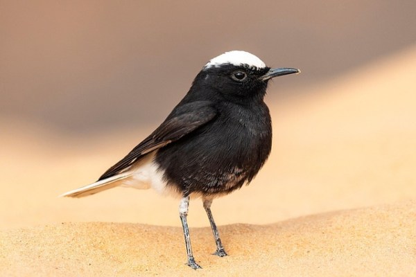 Klimawandel: Genetische Vielfalt und Hobby-Jagd