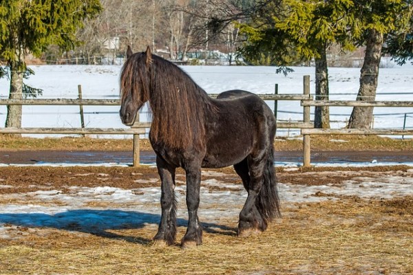 Une balle atteint un cheval : les chasseurs de loisir manquent à leurs responsabilités