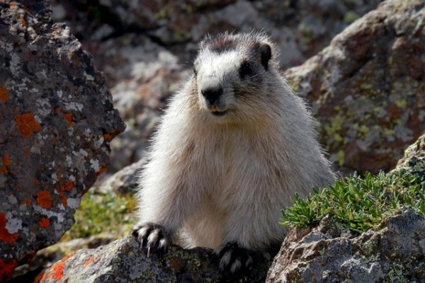 La marmotte sur la carte : la violence dans l'assiette