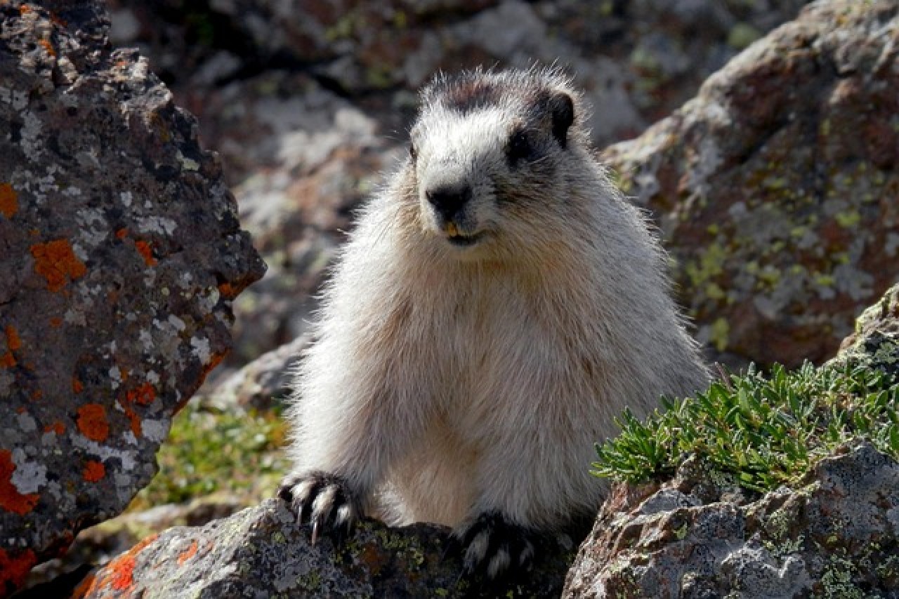 La marmotta in menu – e violenza nel piatto