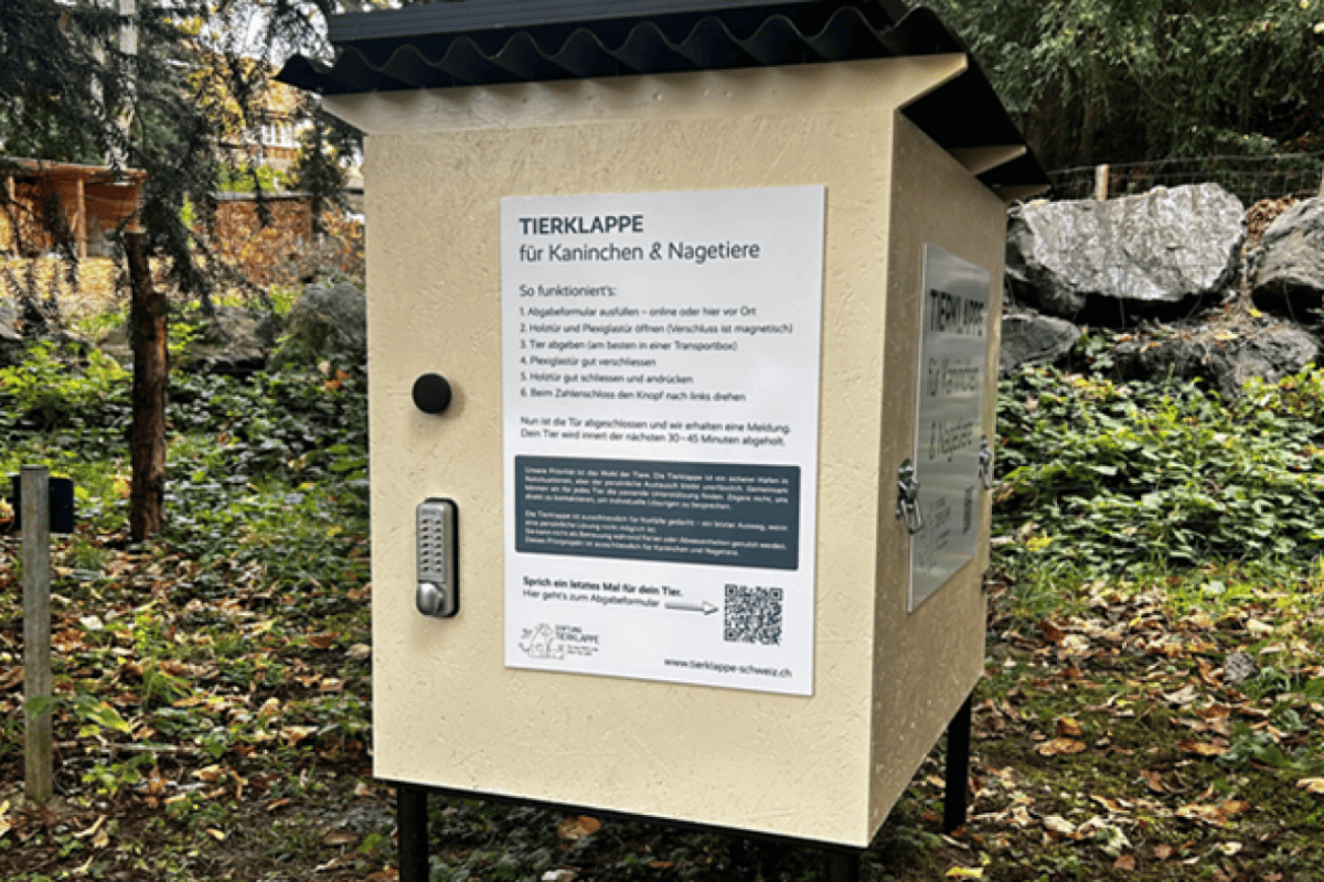 Tierklappe statt Gewehr In Hilterfingen entsteht ein stiller Protest gegen Wegwerf-Tierhaltung