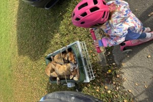 Treibjagd in der Schweiz Wenn ein Kind uns zeigt, wie falsch unser Umgang mit Wildtieren ist