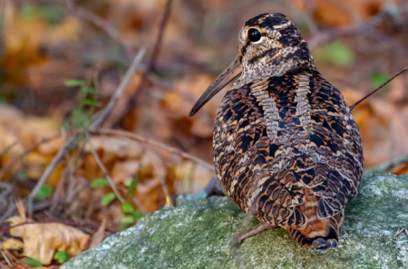 Waldschnepfe im Fadenkreuz Wie spanische Hobby-Jäger Europas Zugvögel verheizen