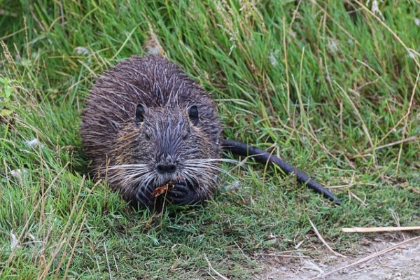 Pourquoi la chasse crée plus de problèmes qu'elle n'en résout