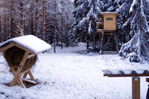 Wenn die Fütterung der Hobby-Jäger zur Krankheit der Hirsche wird
