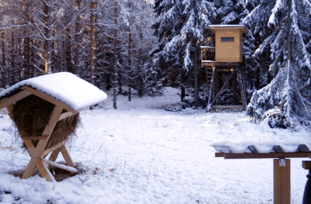 Wenn die Fütterung der Hobby-Jäger zur Krankheit der Hirsche wird