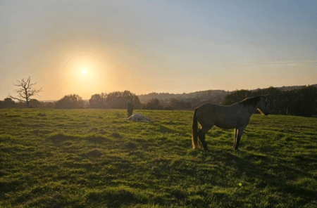Wenn die Hobby-Jagd zur Gefahr für Haustiere wird
