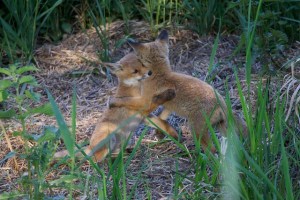Wenn ein Hobby Jäger genug hat: Franz Balmer über die Sinnlosigkeit der Fuchsjagd