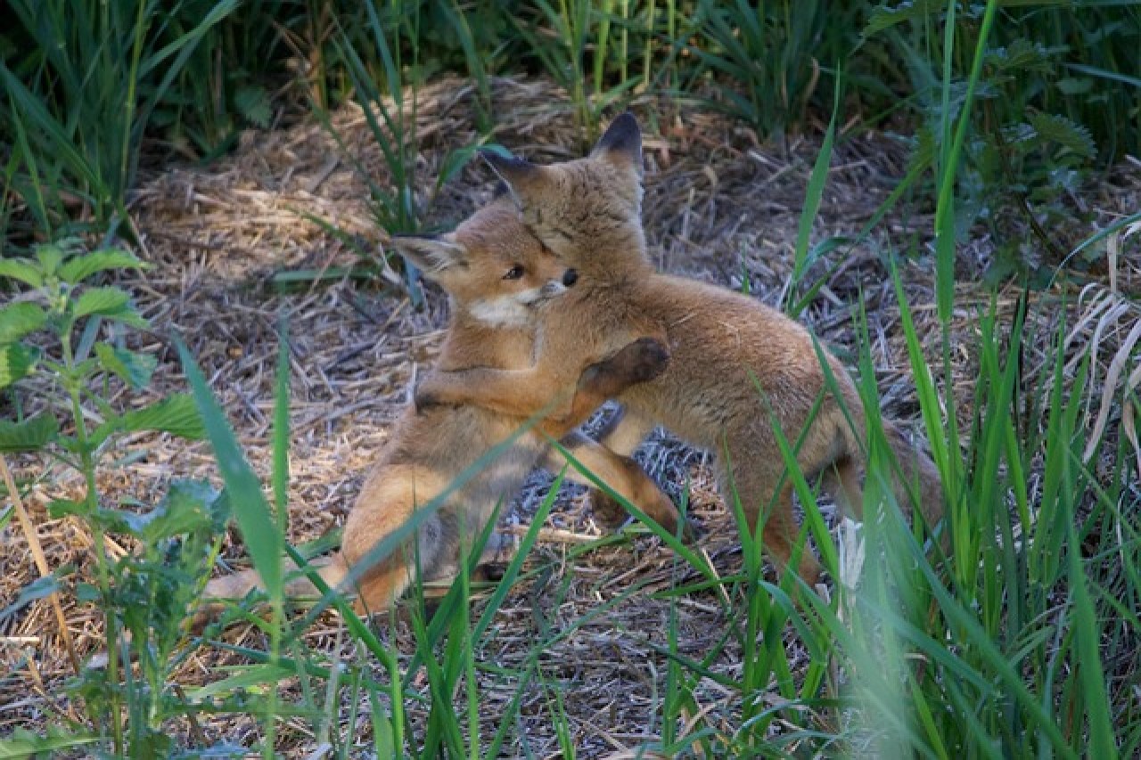 Wenn ein Hobby Jäger genug hat: Franz Balmer über die Sinnlosigkeit der Fuchsjagd