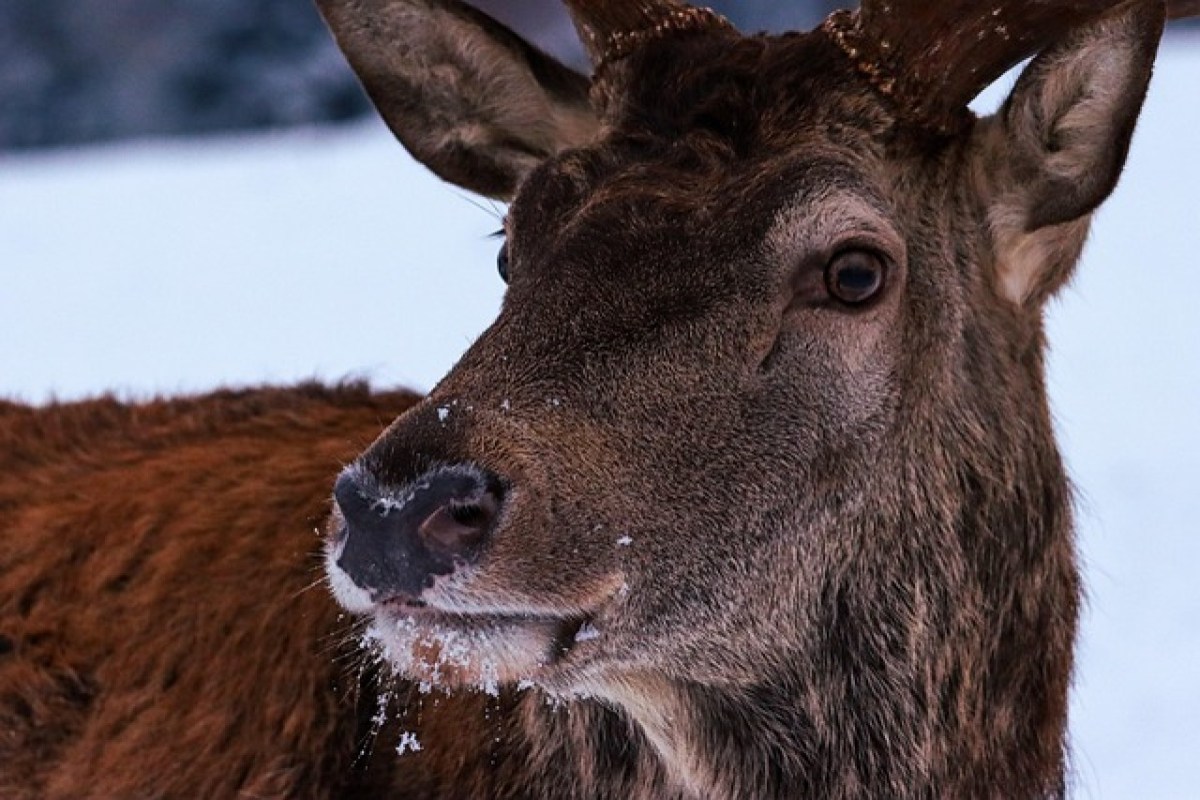 Berns Sonderjagd auf Rothirsche: Vom Notfall zur Dauerlösung