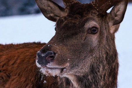 Berns Sonderjagd auf Rothirsche: Vom Notfall zur Dauerlösung