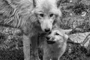 Wolfsregulierung in Graubünden Wenn Behörden Jagdpolitik statt Sachpolitik betreiben