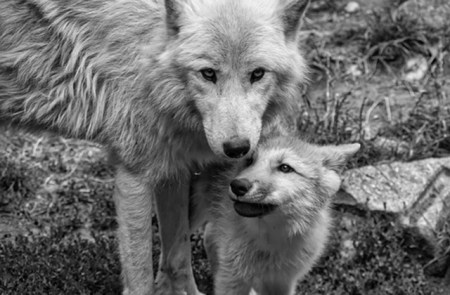 Wolfsregulierung in Graubünden Wenn Behörden Jagdpolitik statt Sachpolitik betreiben