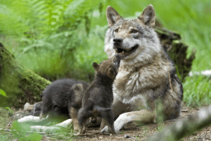 Wolfszahlen belegen Stabilisierung – und die Jagd-Lobby dreht ihre Kreise
