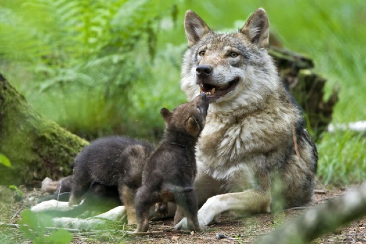 Численность волков стабилизировалась, а охотничье лобби продолжает свои махинации.