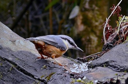 Warum Sommer- und Winterfütterung für unsere Gartenvögel heute unverzichtbar ist