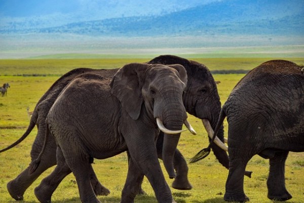 Le Botswana n'est pas un modèle de chasse durable à l'éléphant