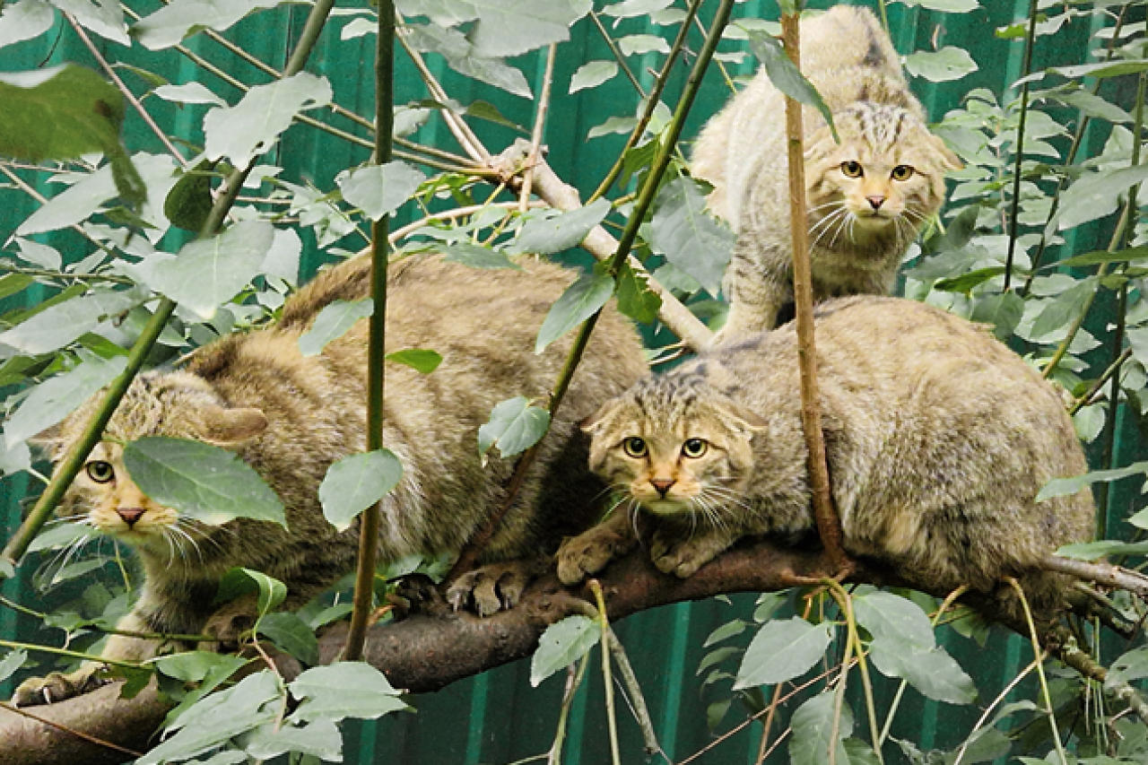 Drei «gerettete» Wildkatzen in Genf: Erfolg und Lehrstück