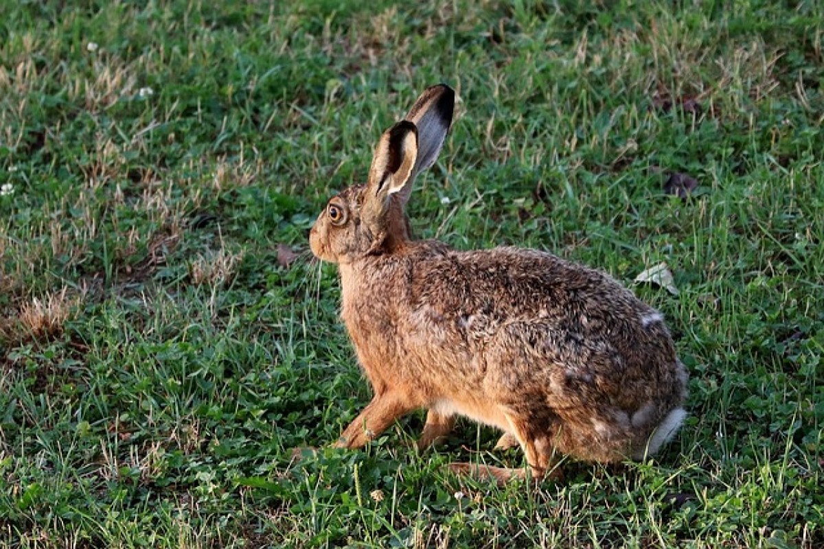Englands neue Tierschutzstrategie und die Jagd