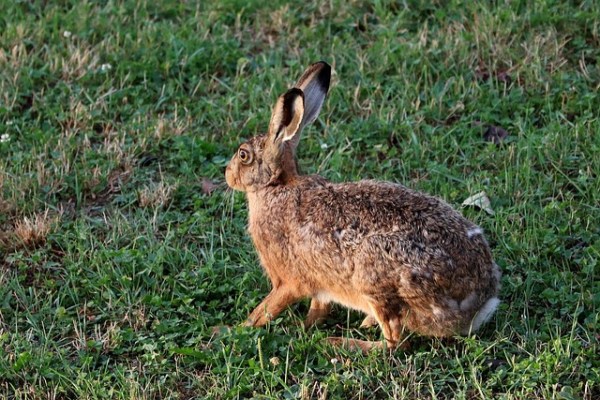La nouvelle stratégie anglaise de protection animale et la chasse