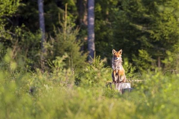 Chasse au renard sans faits : JagdSchweiz invente des problèmes