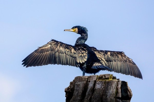 Guerre des drones contre les oiseaux : bouc émissaire plutôt que solution