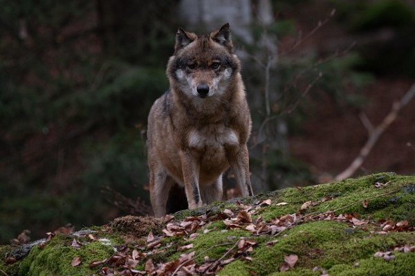 Moratorium beziehungsweise Verbot der Wolfsjagd