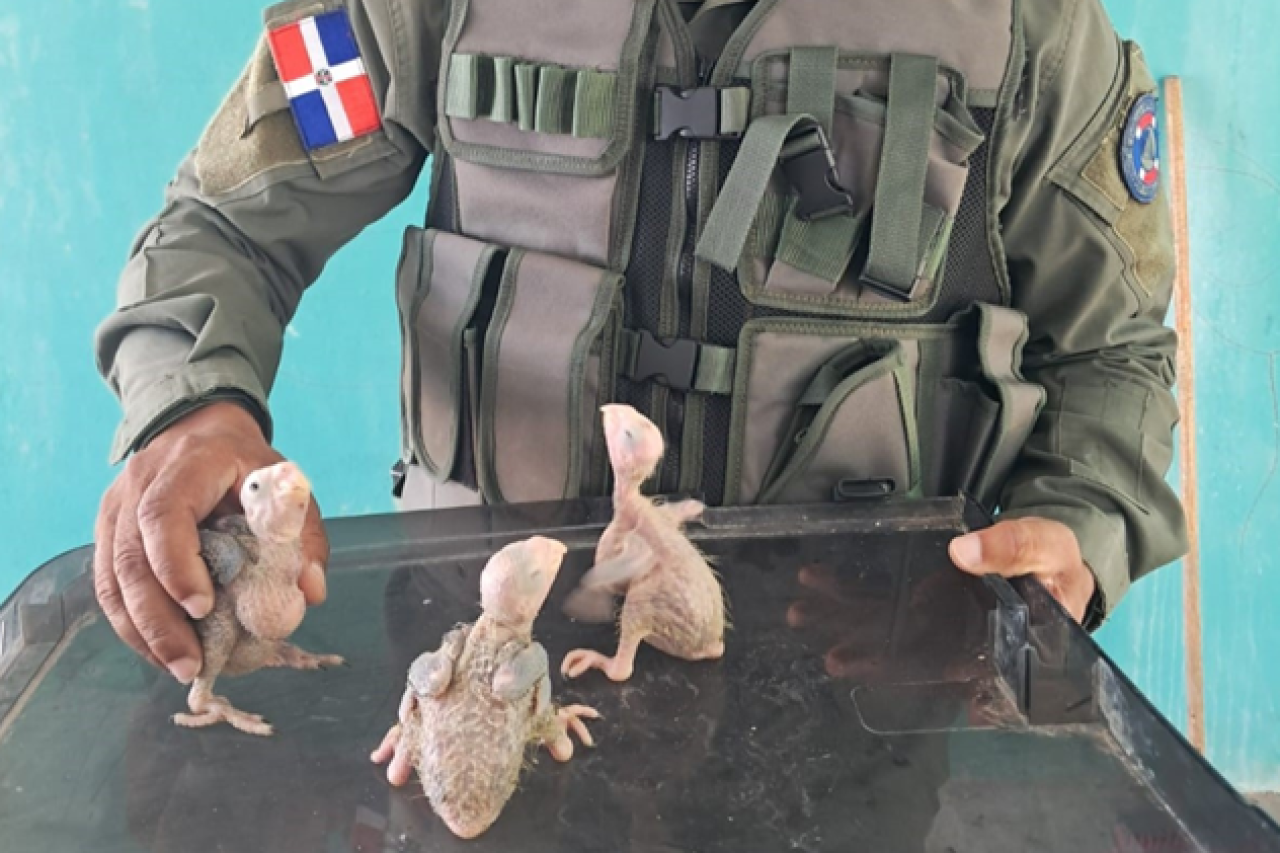 Operation Thunder 2025: 30’000 Wildtiere beschlagnahmt