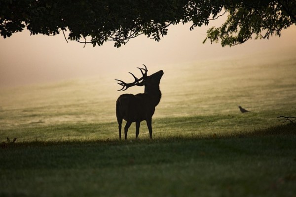 La chasse à patente comme solution aux conflits liés au cerf élaphe ?