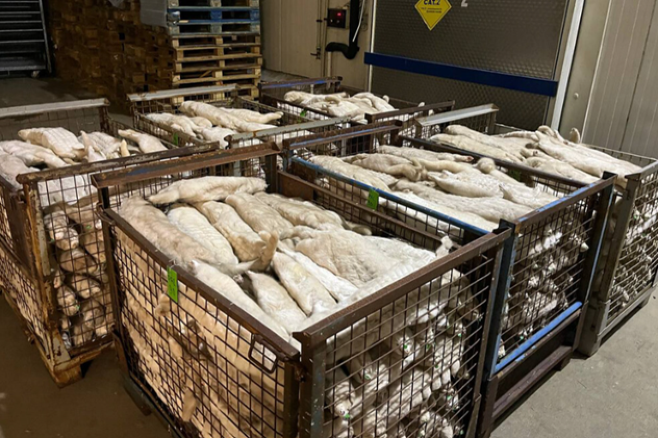 Polen beendet Pelztierzucht Ein Sieg für die Tiere, eine Ohrfeige für die Jagd- und Felllobby