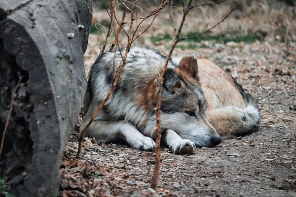 La Suède suspend les tirs de loups en 2026 : un signal pour la Suisse