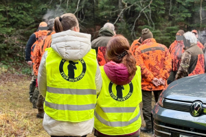 Treibjagd unter Beobachtung