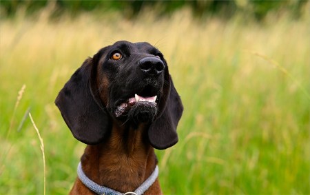 Warum die Jagd in der Schweiz hinter internationalen Reformen zurückbleibt