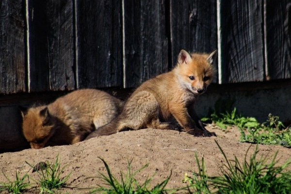 Come la Svizzera continua ad abbattere le volpi di notte e cosa fa già meglio Ginevra
