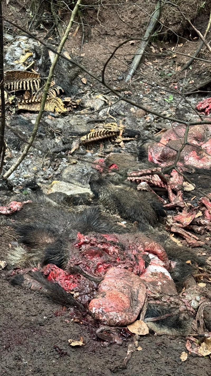 Lo scandalo della caccia in Germania solleva interrogativi per la Svizzera.