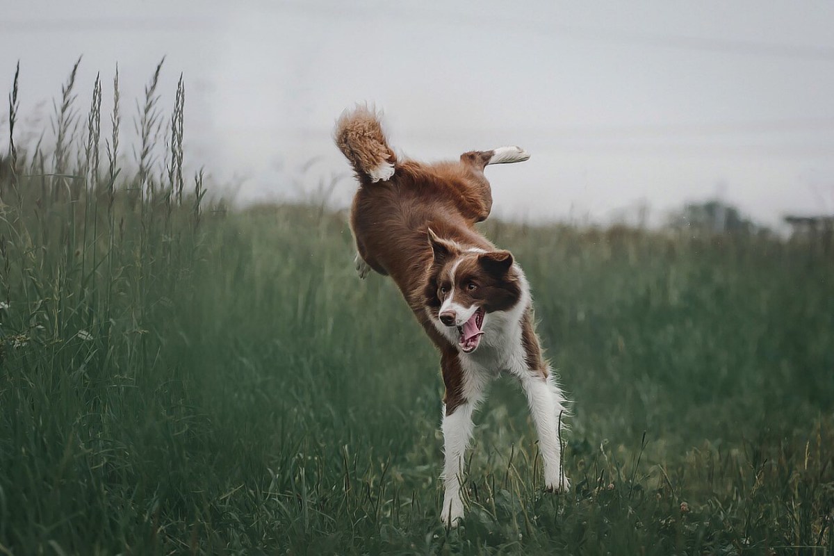 El border collie «Cooper» abatido por un cazador aficionado