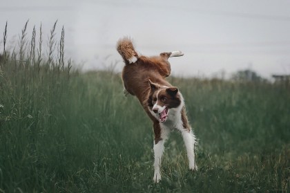 Border collie „Cooper” zastrzelony przez myśliwego-amatora
