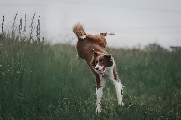 Le border collie «Cooper» abattu par un chasseur de loisir