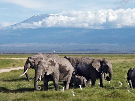 Craig, der Super-Tusker aus Amboseli, ist tot
