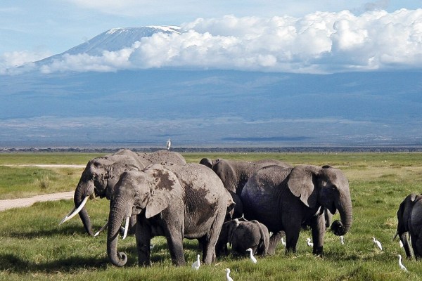 Craig, il super-tusker di Amboseli, è morto