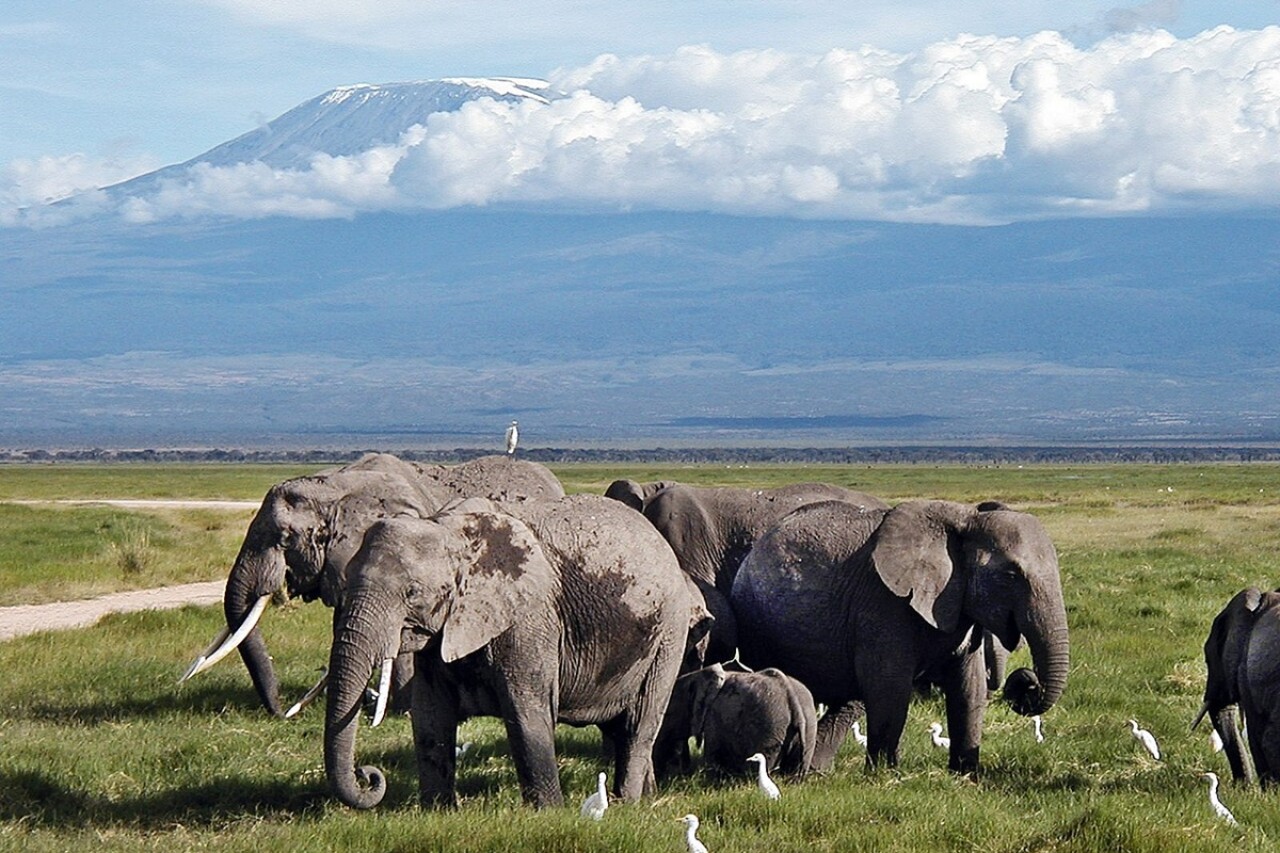Craig, il Super-Tanker di Amboseli, è morto.