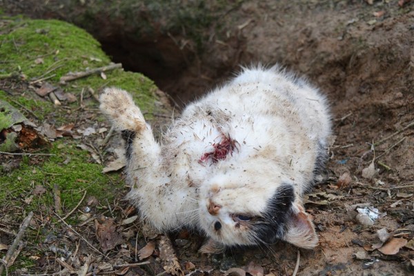 Quando la caccia per hobby colpisce gli animali domestici
