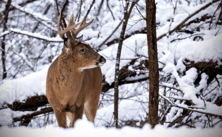 Die alten Jagd-Märchen im neuen Kleid