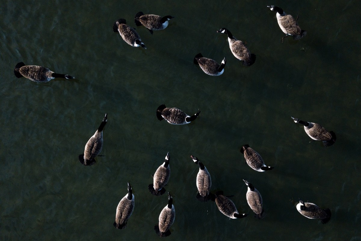 Einfluss von Drohnen auf Vögel