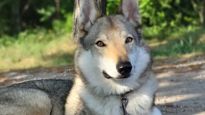 Hündin von Hobby-Jäger als Wolf verkannt, erschossen, davongerannt