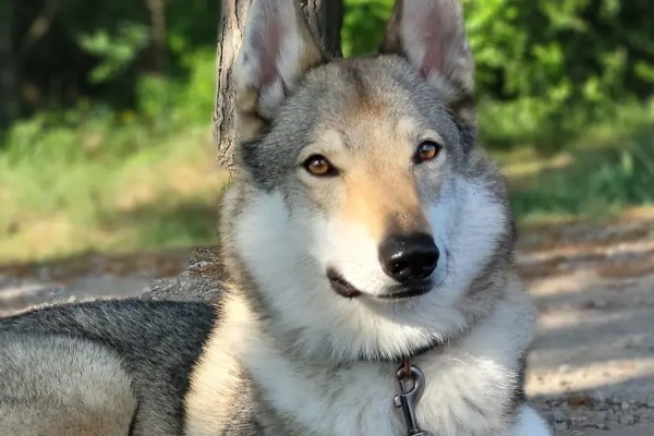 Cagnolina scambiata per lupo e uccisa